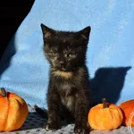 Kot do adopcji, Chełmek, 17 października 2025