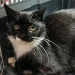 Znaleziono kota, Gdańsk, 5 listopada 2025