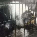 Znaleziono psa, Radom, 1 listopada 2025