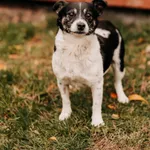 Pies do adopcji, Czartki, 5 listopada 2025