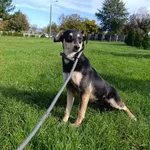 Pies do adopcji, Bełchatów, 21 grudnia 2023