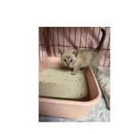 Znaleziono kota, Białystok, 31 października 2025