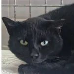 Kot do adopcji, Wrocław, 18 października 2025