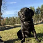 Pies do adopcji, Chełmek, 27 września 2025