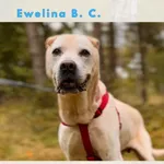 Pies do adopcji, Sosnowice, 5 sierpnia 2025