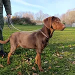 Pies do adopcji, Bełchatów, 14 lipca 2025