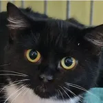 Znaleziono kota, Wrocław, 15 października 2025