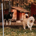 Pies do adopcji, Czartki, 6 listopada 2025