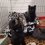 Kot do adopcji, Orzechowce, 4 listopada 2025