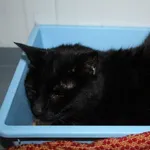 Znaleziono kota, Dębniak, 6 listopada 2025