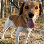 Pies do adopcji, Oborniki, 26 października 2025