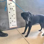 Pies do adopcji, Chełmek, 11 września 2025