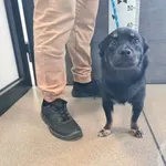 Znaleziono psa, Chełmek, 5 listopada 2025