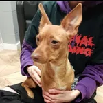 Znaleziono psa, Łódź, 5 listopada 2025