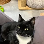 Gutek - kto tylko go poznał nazywa go wyjątkowym, idealnym kotem. Chętny do przytulasów i spędzania czasu z człowiekiem. Lubi noszenie na rękach. Gdy był w klatce bardzo zabiegał o uwagę i wołał, gdy 