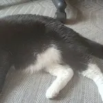 Kilka miesięcy temu Gucio trafił do nowego domu z nadzieją na szczęśliwe życie. Ma około 3 lat. Niestety, mimo ogromnego zaangażowania opiekunów, współpracy z behawiorystką, konsultacji weterynaryjnyc
