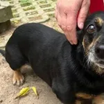 Pies do adopcji, Oborniki, 20 września 2025