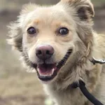 TEKLA – młoda sunia, która uczy się ufać