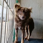 Pies do adopcji, Bełchatów, 20 września 2025