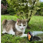 Zaginął kot, Łódź, 5 listopada 2025