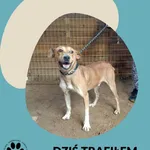 Znaleziono psa, Dąbrówka, 5 listopada 2025