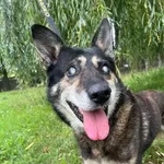 Pies do adopcji, Oborniki, 12 września 2025