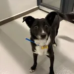 Znaleziono psa, Szczecin, 5 listopada 2025