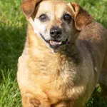 Pies do adopcji, Bełchatów, 11 grudnia 2021