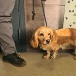 Znaleziono psa, Chełmek, 6 listopada 2025