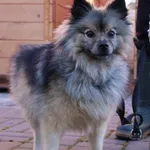 Znaleziono psa, Łódź, 5 listopada 2025