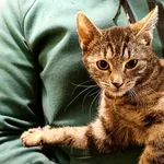 Kot do adopcji, Wałbrzych, 28 września 2025