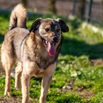 Pies do adopcji, Racławice, 2 listopada 2025