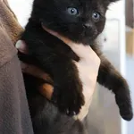 Znaleziono kota, Łódź, 5 listopada 2025