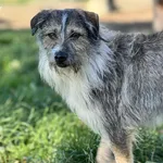 Pies do adopcji, Bydgoszcz, 11 października 2025