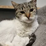 Znaleziono kota, Szczecin, 7 listopada 2025