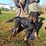 Pies do adopcji, Bełchatów, 7 października 2025