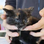 Znaleziono kota, Łódź, 5 listopada 2025