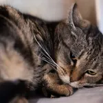 Niespodzianka 213/25