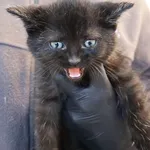 Znaleziono kota, Łódź, 5 listopada 2025