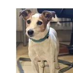 Znaleziono psa, Wrocław, 10 października 2025