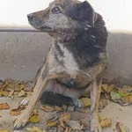 Pies do adopcji, Bełchatów, 17 marca 2023