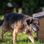 Pies do adopcji, Racławice, 3 listopada 2025