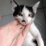 Kot do adopcji, Bełchatów, 22 września 2025