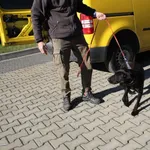 Pies do adopcji, Ciosny, 6 listopada 2025