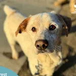 Pies do adopcji, Starogard Gdański, 6 listopada 2025