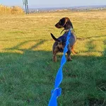 Pies do adopcji, Orzechowce, 21 września 2025