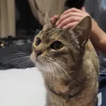 Znaleziono kota, Lublin, 7 listopada 2025