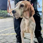 Znaleziono psa, Gdańsk, 7 listopada 2025