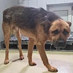 Znaleziono psa, Lublin, 7 listopada 2025