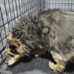 Znaleziono psa, Radom, 5 listopada 2025